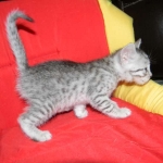 Egyptian Mau Silver Male #2 DOB 9-11-15