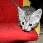 Egyptian Mau Silver Male #2 DOB 9-11-15