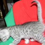 Egyptian Mau Silver Male #2 DOB 9-11-15