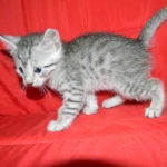 Egyptian Mau Silver Male #2 DOB 9-11-15