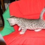 Egyptian Mau Silver Male #2 DOB 9-11-15