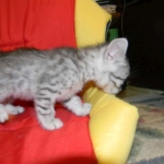 Egyptian Mau Silver Male #2 DOB 9-11-15