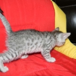 Egyptian Mau Silver Male #2 DOB 9-11-15