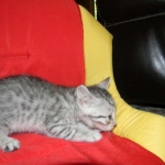 Egyptian Mau Silver Male #2 DOB 9-11-15