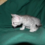 Egyptian Mau Silver Male #2 DOB 9-11-15