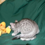 Egyptian Mau Silver Male #2 DOB 9-11-15
