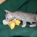 Egyptian Mau Silver Male #2 DOB 9-11-15