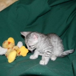 Egyptian Mau Silver Male #2 DOB 9-11-15