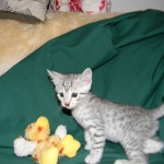 Egyptian Mau Silver Male #2 DOB 9-11-15