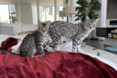 Winston Silver Egyptian Mau Male #4 DOB 9-11-15