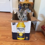 Winston Silver Egyptian Mau Male #4 DOB 9-11-15