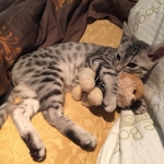 Winston Silver Egyptian Mau Male #4 DOB 9-11-15