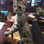 Winston Silver Egyptian Mau Male #4 DOB 9-11-15