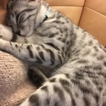 Winston Silver Egyptian Mau Male #4 DOB 9-11-15