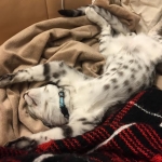 Winston Silver Egyptian Mau Male #4 DOB 9-11-15