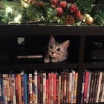 Winston Silver Egyptian Mau Male #4 DOB 9-11-15