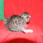 Silver Egyptian Mau Male #4 DOB 9-11-15