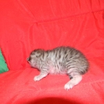 Silver Egyptian Mau Male #4 DOB 9-11-15