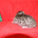 Silver Egyptian Mau Male #4 DOB 9-11-15