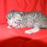 Winston Silver Egyptian Mau Male #4 DOB 9-11-15