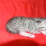 Silver Egyptian Mau Male #4 DOB 9-11-15