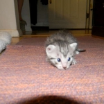 Silver Egyptian Mau Male #4 DOB 9-11-15