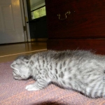 Silver Egyptian Mau Male #4 DOB 9-11-15