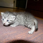 Silver Egyptian Mau Male #4 DOB 9-11-15