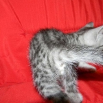 Silver Egyptian Mau Male #4 DOB 9-11-15