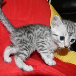 Silver Egyptian Mau Male #4 DOB 9-11-15