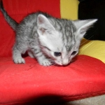 Silver Egyptian Mau Male #4 DOB 9-11-15