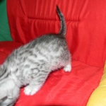 Silver Egyptian Mau Male #4 DOB 9-11-15