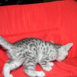 Silver Egyptian Mau Male #4 DOB 9-11-15