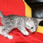 Silver Egyptian Mau Male #4 DOB 9-11-15