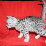 Silver Egyptian Mau Male #4 DOB 9-11-15