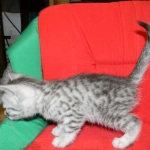 Silver Egyptian Mau Male #4 DOB 9-11-15