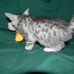 Silver Egyptian Mau Male #4 DOB 9-11-15