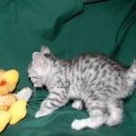 Silver Egyptian Mau Male #4 DOB 9-11-15