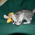 Silver Egyptian Mau Male #4 DOB 9-11-15