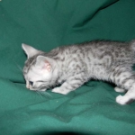 Silver Egyptian Mau Male #4 DOB 9-11-15