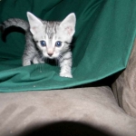 Silver Egyptian Mau Male #4 DOB 9-11-15