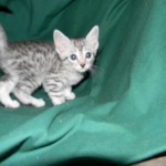 Silver Egyptian Mau Male #4 DOB 9-11-15