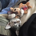 Winston Silver Egyptian Mau Male #4 DOB 9-11-15