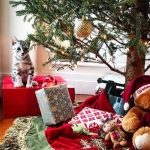 Winston Silver Egyptian Mau Male #4 DOB 9-11-15