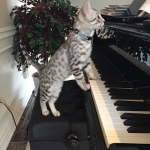 Winston Silver Egyptian Mau Male #4 DOB 9-11-15