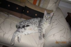 Gary Silver Egyptian Mau Male #5 DOB 9-11-15