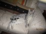 Gary Silver Egyptian Mau Male #5 DOB 9-11-15