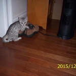 Gary Egyptian Mau, silver male #5 DOB 9-11-15