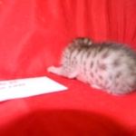 Gary Egyptian Mau, silver male #5 DOB 9-11-15
