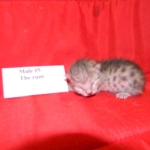 Gary Egyptian Mau, silver male #5 DOB 9-11-15